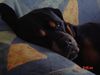 Rottweiler Foto: bandito (ID 11236) Rottweiler Hund