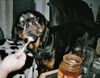 Rottweiler Hund