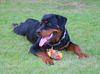 Rottweiler Foto (ID 5460) Rottweiler Hund