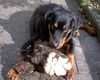 Rottweiler Foto: Das ist meiner, gerettet vor dem Feuer den geb ich nimmer her ;o) (ID 35486) Rottweiler Hund