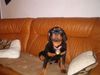 Rottweiler Foto: Die erste ausstelleung (ID 21943) Rottweiler Hund