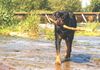 Rottweiler Foto: Tessa (ID 14825) Rottweiler Hund
