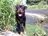 Rottweiler Foto: Mein Teddy-Rottweiler (ID 14824) Rottweiler Hund