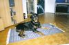 Rottweiler Foto (ID 11076) Rottweiler Hund