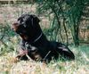 Rottweiler Foto: elegant (ID 19018) Rottweiler Hund