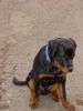 Rottweiler Foto: Tino 7 Monate (ID 9750) Rottweiler Hund