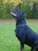 Rottweiler Foto: Tino bei der Arbeit (ID 16227) Rottweiler Hund
