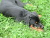 Rottweiler Foto: ICH?? Kampfhund?? ;-)i (ID 28665) Rottweiler Hund