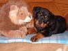 Rottweiler Foto: Bin ich nicht Süss ? (ID 20423) Rottweiler Hund