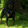 Rottweiler Foto: Wo ist die Katze? (2) (ID 11389) Rottweiler Hund
