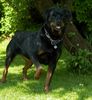 Rottweiler Foto: Wo ist die Katze? (1) (ID 11388) Rottweiler Hund
