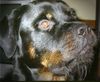 Rottweiler Foto: Krieg ich wohl was? (ID 34713) Rottweiler Hund