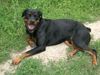 Rottweiler Foto: zeus(mein baby aus dem tierheim) (ID 44270) Rottweiler Hund
