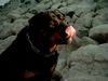 Rottweiler Foto: Andra vom Bislicher Damm (ID 10443) Rottweiler Hund