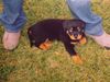Rottweiler Foto: hier fühle ich mich sicher! (Tino mit 7 1/2 Wochen) (ID 15520) Rottweiler Hund