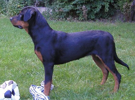 Rottweiler Hunde Foto 1355 Rottweiler Quenda vom Mariannenthal (7 Monate)