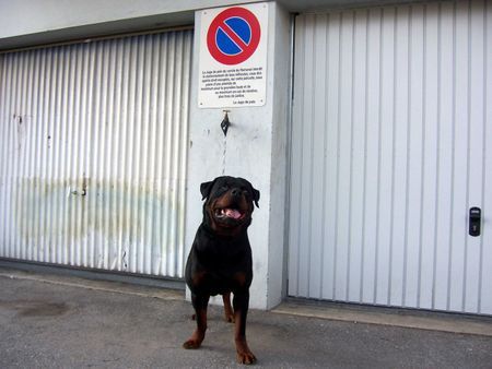 Rottweiler Hunde Foto 35884 in höherer Auflösung ansehen Rottweiler KING from SHAR