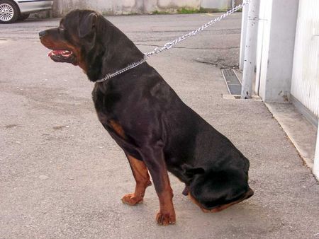 Rottweiler Hunde Foto 35883 in höherer Auflösung ansehen Rottweiler KING from SHAR