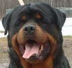 Rottweiler Rottweiler görsün millet