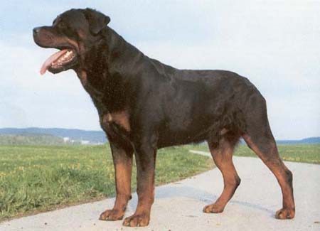 Rottweiler Hunde Foto 6 Rottweiler