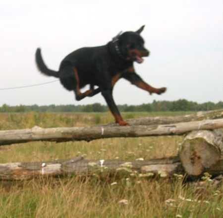 Rottweiler Hunde Foto 28339 in höherer Auflösung ansehen Rottweiler flying dog