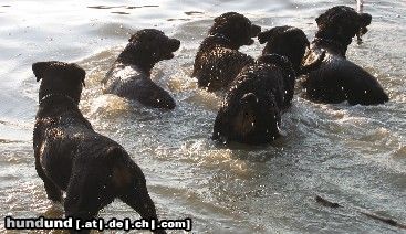 Rottweiler Hunde Foto 11918 Rottweiler hurra es ist wieder Sommer