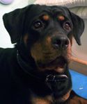 Rottweiler Hunde Foto 18356 in höherer Auflösung ansehen Rottweiler meine 2-jährige Rotti-Hündin , Leika