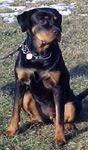 Rottweiler Hunde Foto 18357 in höherer Auflösung ansehen Rottweiler Meine Rotti-Hündin am Trainingsplatz