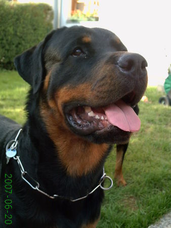 Rottweiler Hunde Foto 38673 Rottweiler AJay