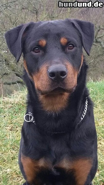 Rottweiler Nero mit 12 Monaten