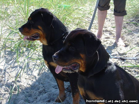 Rottweiler Unsere Rottis Aika und Luna am Hundestrand Schillig an der Nordsee