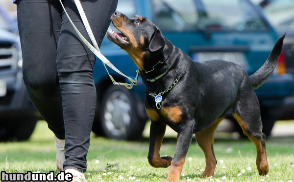 Rottweiler Rottweiler Hündin