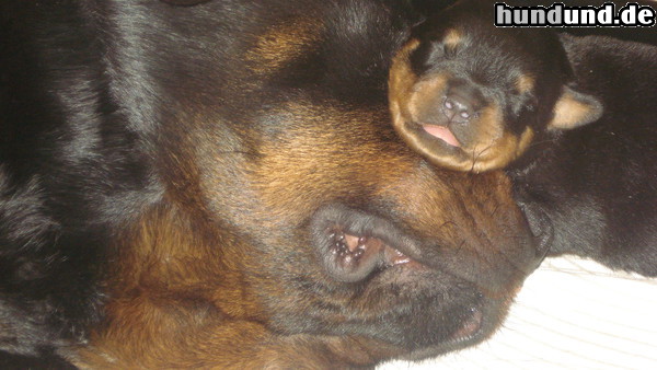 Rottweiler Hunde Foto 47259 Rottweiler Bilder von der Havelhexe
