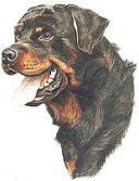 Rottweiler Hunde Foto 3038 Rottweiler
