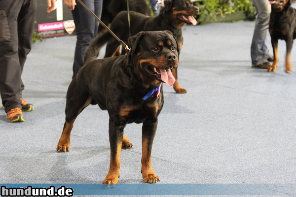 Rottweiler Rottweiler auf der Grazer Hundeausstellung.