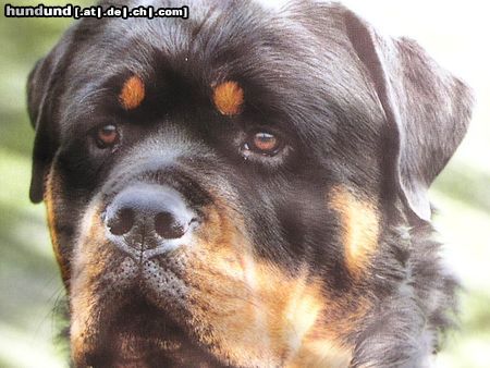 Rottweiler