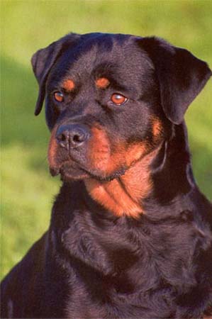 Rottweiler Hunde Foto 25 Rottweiler