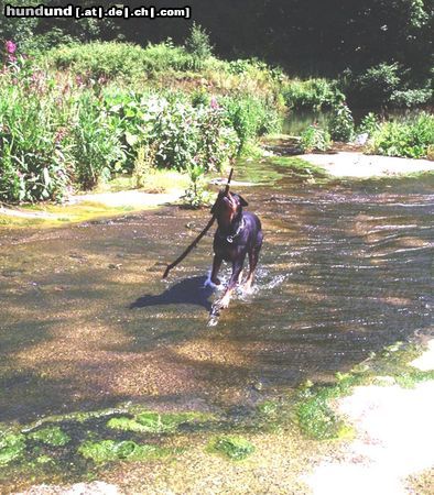 Rottweiler Hunde Foto 14223 Rottweiler ob der wohl zu groß ist?