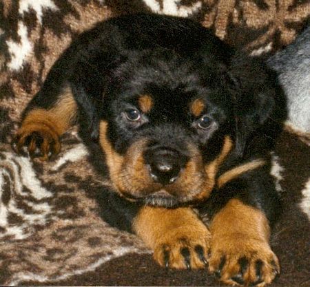Rottweiler Hunde Foto 30493 Rottweiler