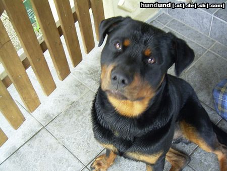 Rottweiler