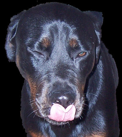 Rottweiler Hunde Foto 29765 in höherer Auflösung ansehen Rottweiler