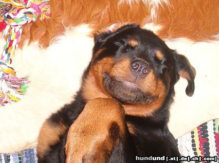 Rottweiler Hunde Foto 20416 Rottweiler Still die Schläft