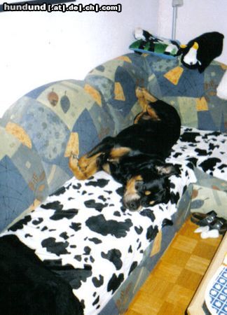 Rottweiler Hunde Foto 10852 Rottweiler Bandito