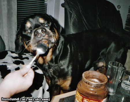 Rottweiler Hunde Foto 10853 Rottweiler Bandito