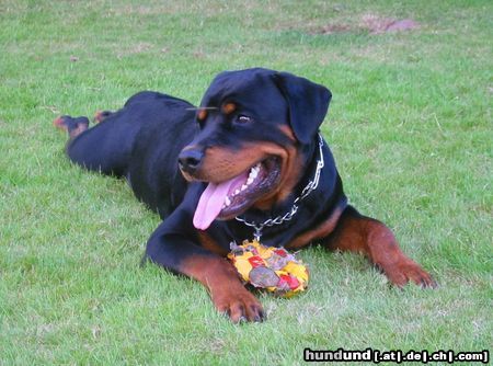 Rottweiler Hunde Foto 5460 Rottweiler