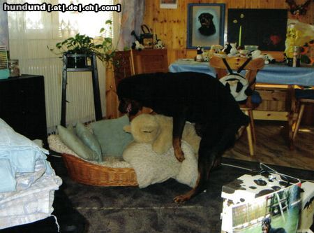 Rottweiler Hunde Foto 10854 Rottweiler Bandito