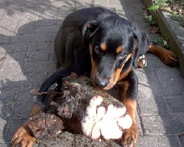 Rottweiler Hunde Foto 35486 Rottweiler Das ist meiner, gerettet vor dem Feuer den geb ich nimmer her ;o)