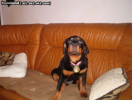 Rottweiler Hunde Foto 21943 Rottweiler Die erste ausstelleung