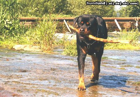Rottweiler Hunde Foto 14825 in höherer Auflösung ansehen Rottweiler Tessa