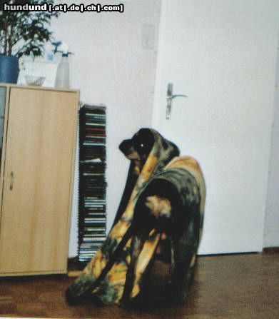 Rottweiler Hunde Foto 10855 Rottweiler Bandito